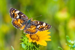 Field Crescent Landing